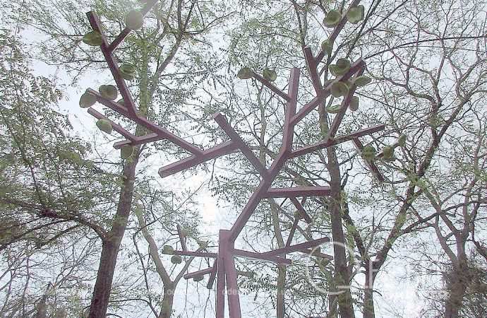 Греческий парк, необычное дерево