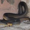 Під Одесою рідкісна змія покусала директора зоопарку (фото)