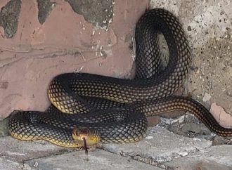 Под Одессой редкая змея покусала директора зоопарка (фото)