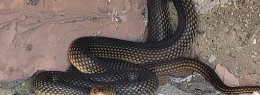 Під Одесою рідкісна змія покусала директора зоопарку (фото)