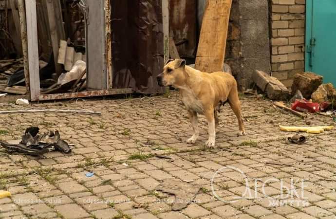 Последствия ракетной атаки Одессы 24 апреля 2024-7