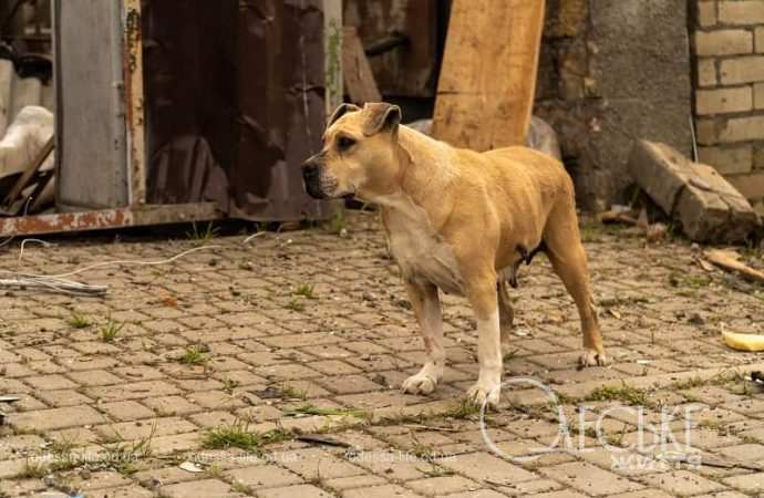 Последствия ракетной атаки Одессы 24 апреля 2024-8