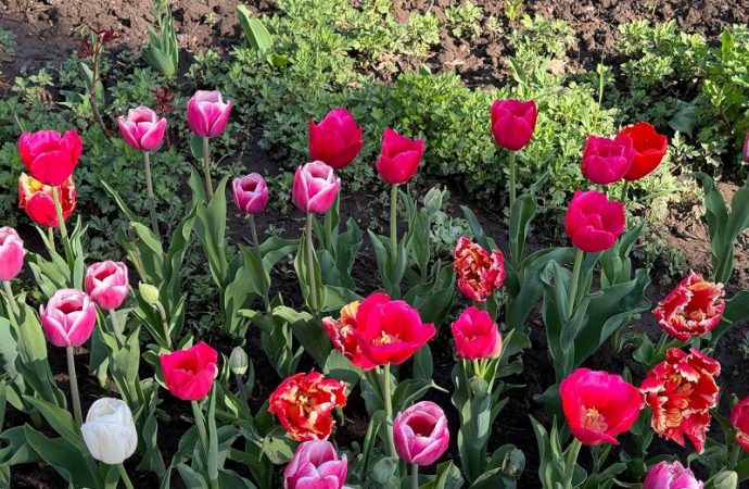 Одесские розовые тюльпаны