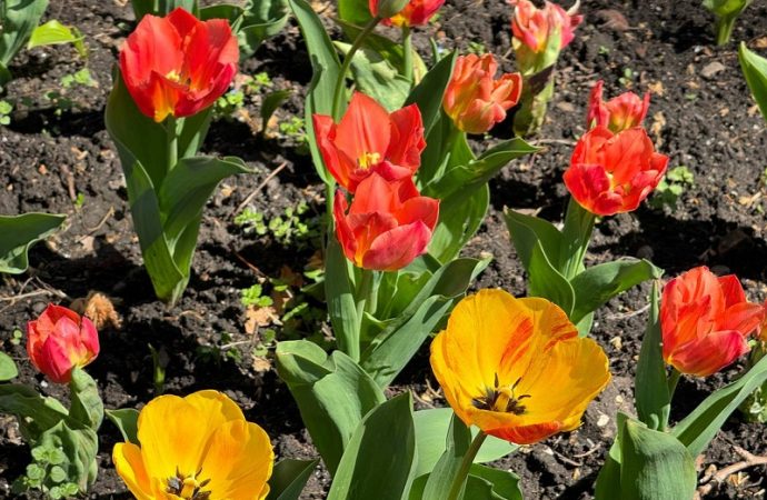 Тюльпаны в Одессе: красные и желтые