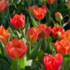 Одессу украсили тысячи тюльпанов (фоторепортаж)