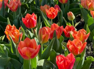 Одесу прикрасили тисячі тюльпанів (фоторепортаж)