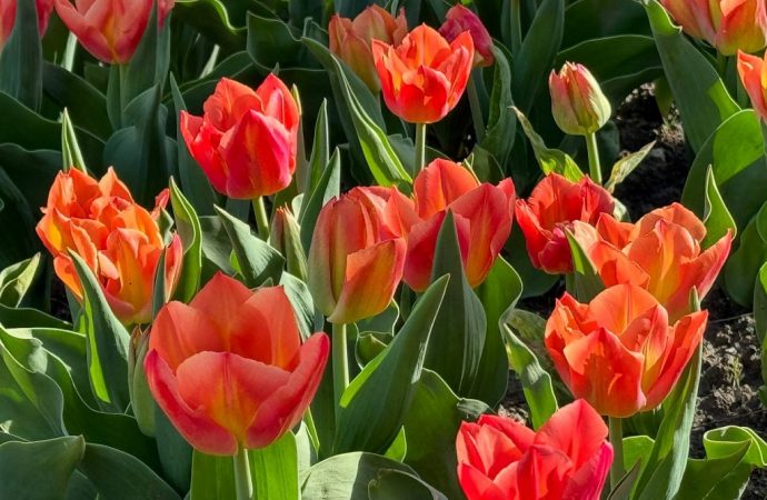 Одессу украсили тысячи тюльпанов (фоторепортаж)