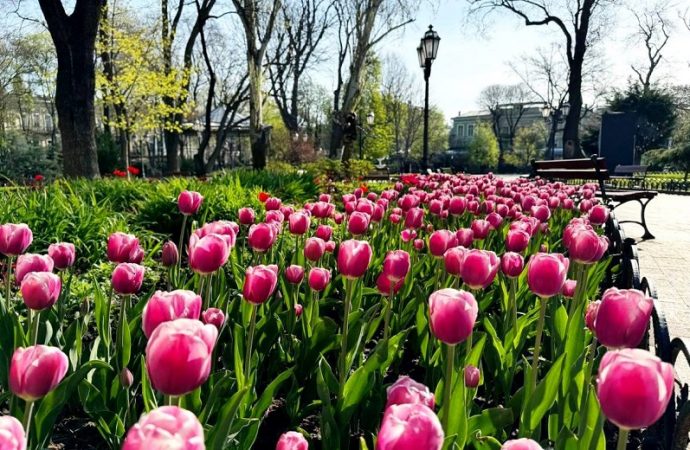 Тюльпаны в Одессе: Горсад