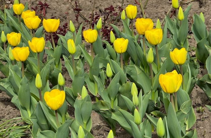 Тюльпаны в Одессе: желтые