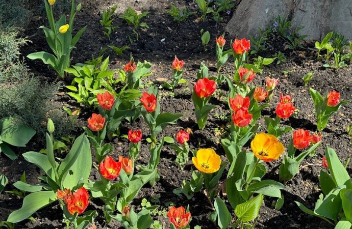 Тюльпаны в Одессе: клумба