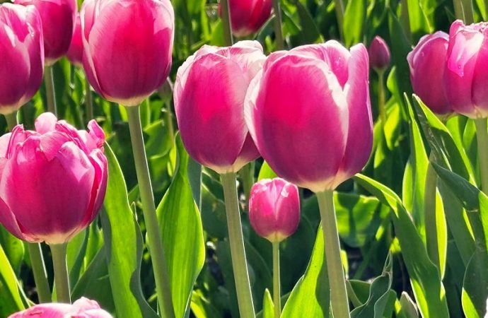 Тюльпаны в Одессе: розовые