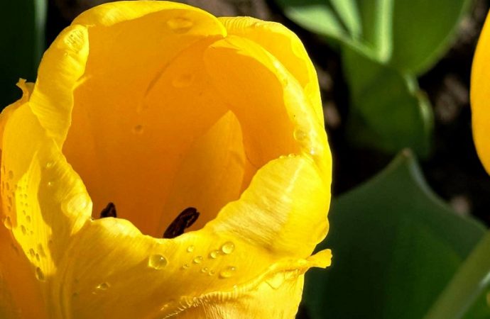 Желтый тюльпан