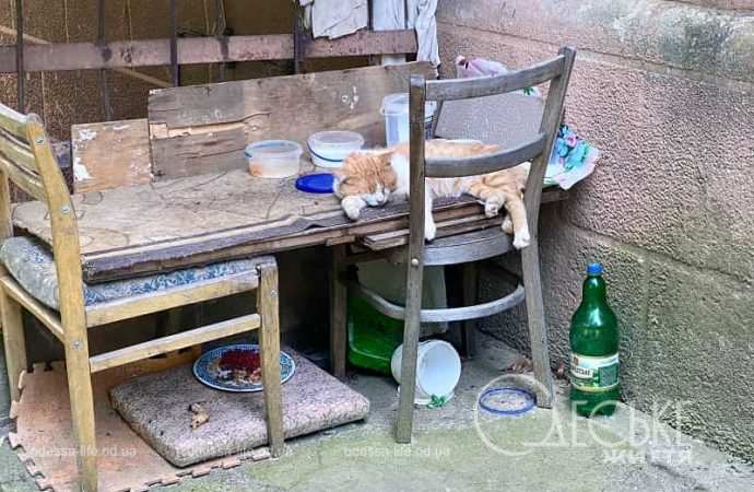 Улица Одесская в Ужгороде, кот