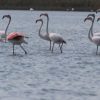 Они выбрали Украину: в Одесской области поселились розовые фламинго и краснокнижные пеликаны