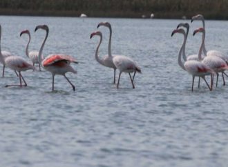 Вони обрали Україну: на Одещині оселились рожеві фламінго та червонокнижні пелікани