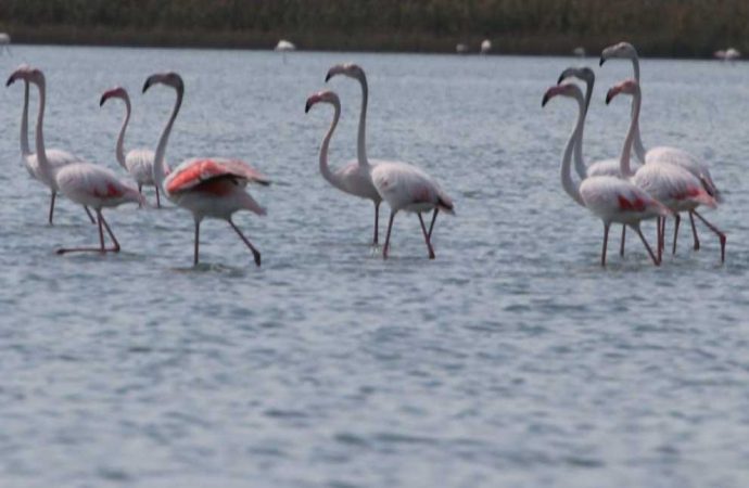 Они выбрали Украину: в Одесской области поселились розовые фламинго и краснокнижные пеликаны