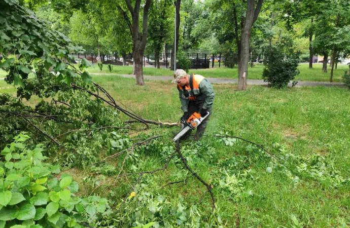 вітер повалив дерева
