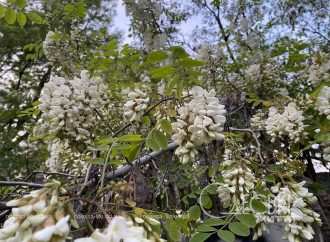 «Белой акации гроздья душистые» расцвели в Одессе на 3 недели раньше срока (фоторепортаж)