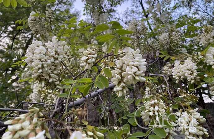 «Белой акации гроздья душистые» расцвели в Одессе на 3 недели раньше срока (фоторепортаж)