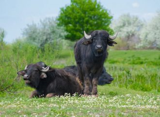 В Дунайский биосферный заповедник привезли водяных буйволиц из Закарпатья