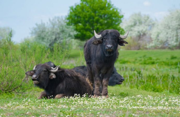 До Дунайського біосферного заповідника привезли водяних буйволиць із Закарпаття