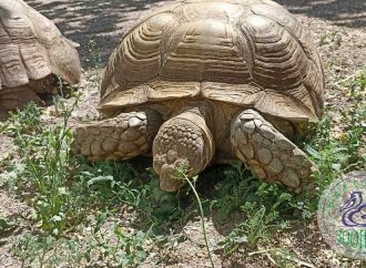 Посетители Одесского зоопарка могут увидеть одних из самых больших в мире черепах (фото)