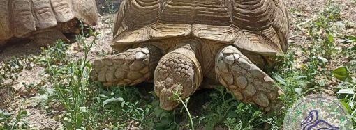 Відвідувачі Одеського зоопарку можуть побачити одних із найбільших у світі черепах (фото)