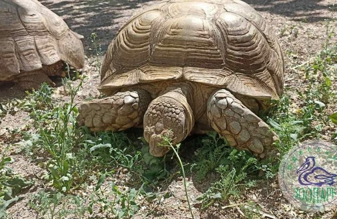 Посетители Одесского зоопарка могут увидеть одних из самых больших в мире черепах (фото)
