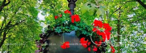 На одесских фонарях красуются цветочные вазы (фоторепортаж)