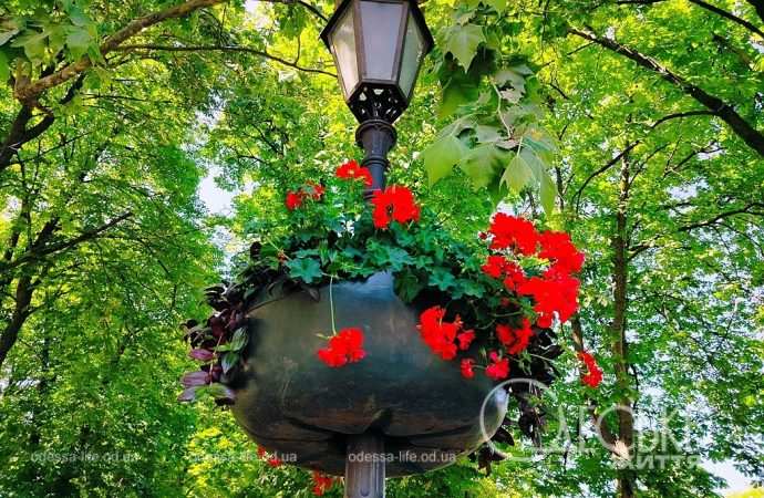 На одеських ліхтарях – вази з квітами (фоторепортаж)