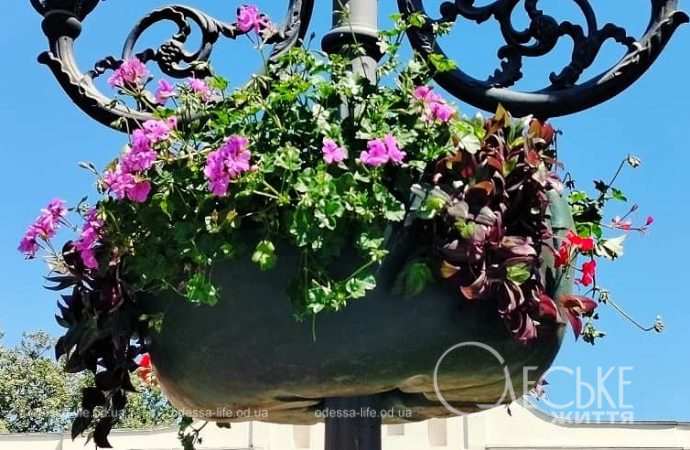 Вазон с цветами в Одессе