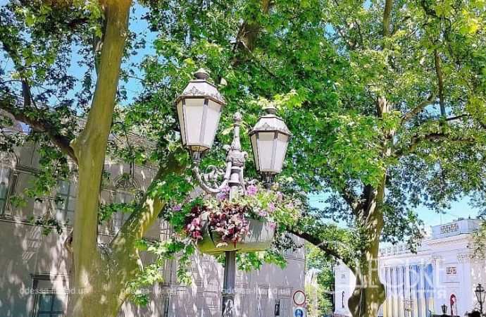 Озеленение в Одессе