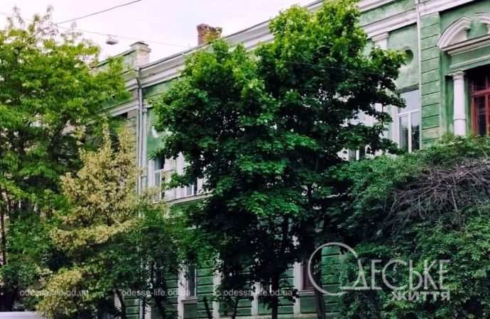 Май в Одессе, дерево