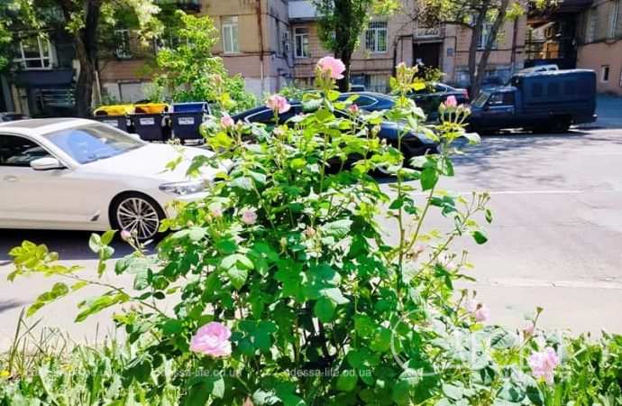 Май в Одессе, авто