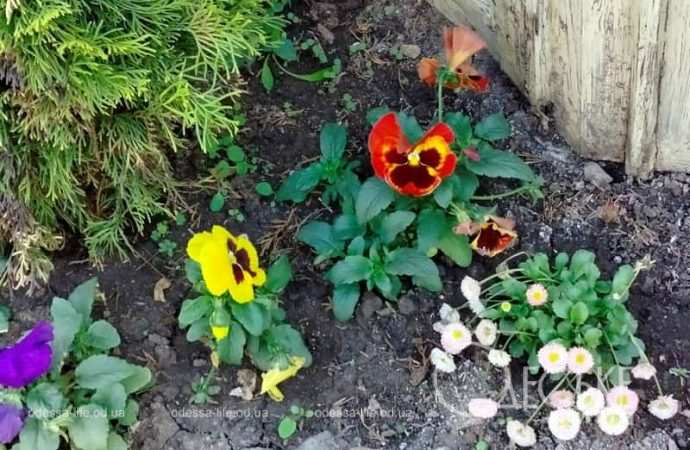 Май в Одессе, анютины глазки