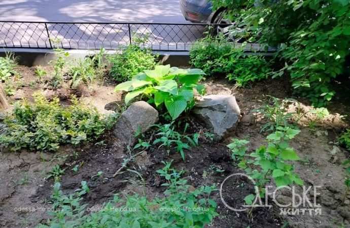 Май в Одессе, клумба