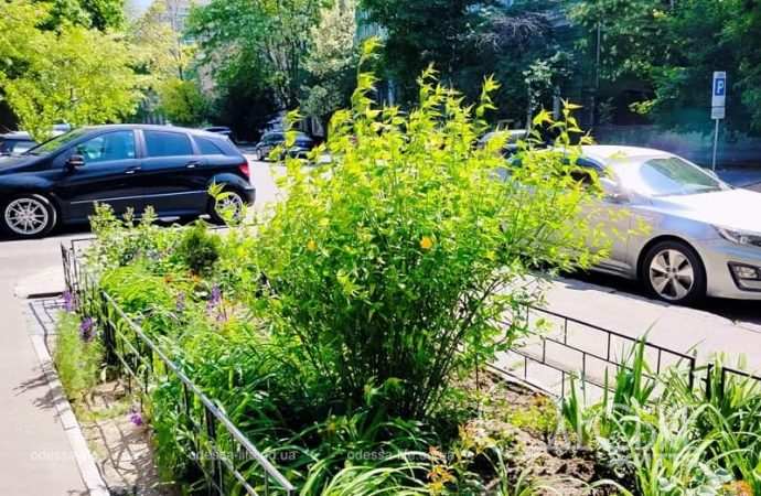 Май в Одессе, цветущий куст