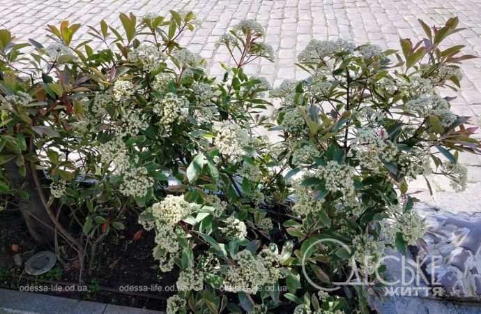 Май в Одессе, цветущий кустарник