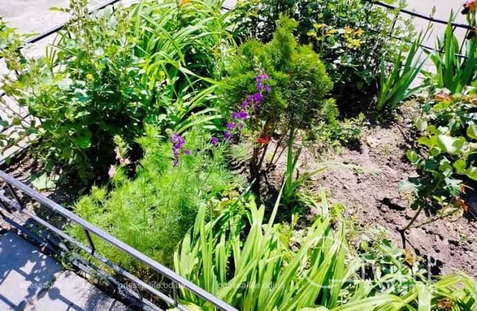 Май в Одессе, весенние цветы