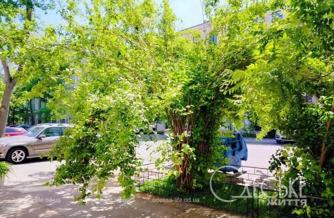 Май в Одессе, дерево