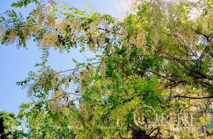 Май в Одессе, цветущая акация