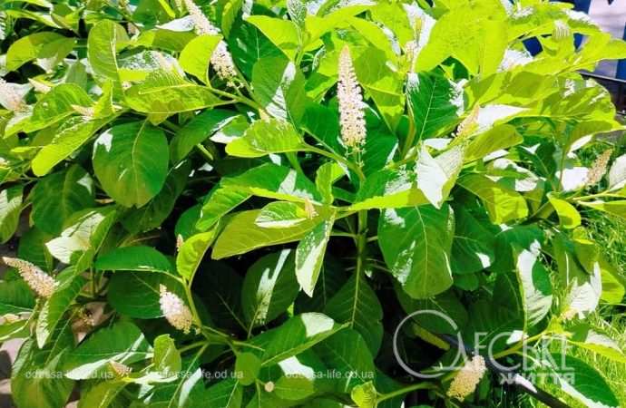 Свежая майская зелень