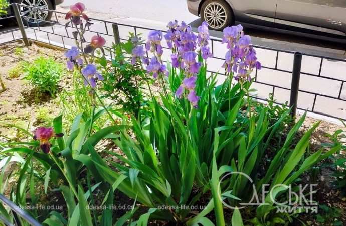 Май в Одессе, ирисы