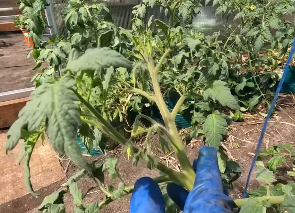 Пасинкування Як формувати високорослі томати