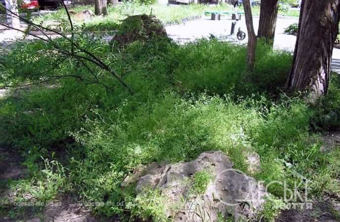 Сад камней в Одессе6