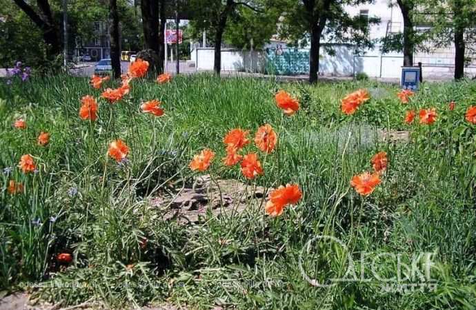 Сад камней в Одессе, камень и цветы