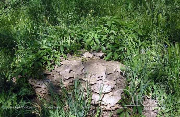 Сад камней в Одессе2