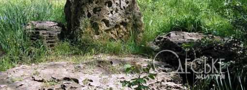 Сад камней: зеленая красота вблизи Привоза (фоторепортаж)