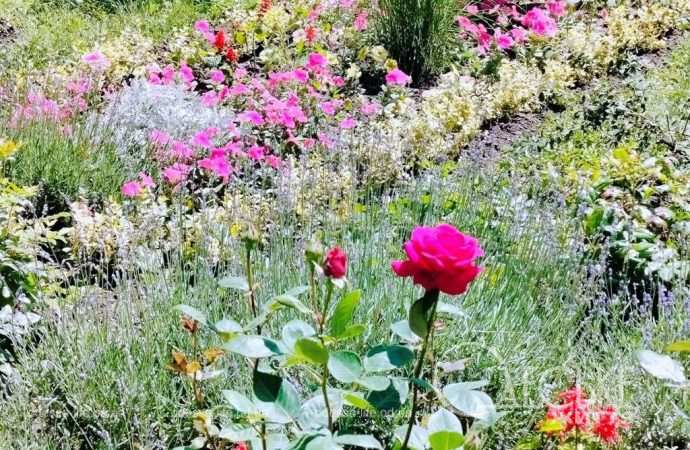 троянди в Одесі