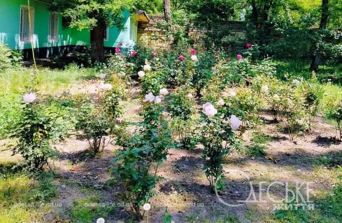 троянди в Одесі